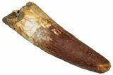 Fossil Spinosaurus Tooth - Real Dinosaur Tooth #305834-1